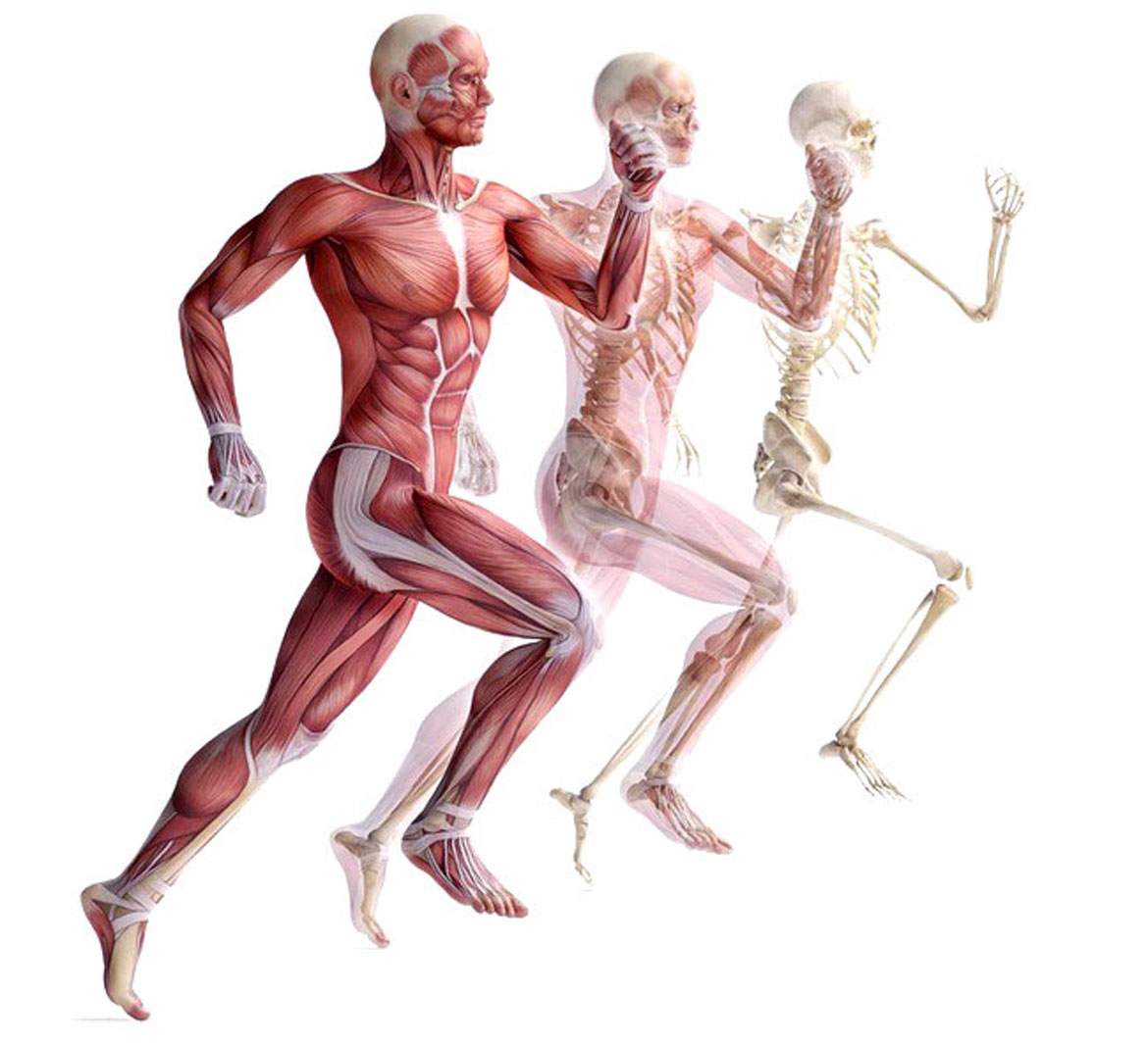 Online Courses Basic Medical Sciences for Everyone